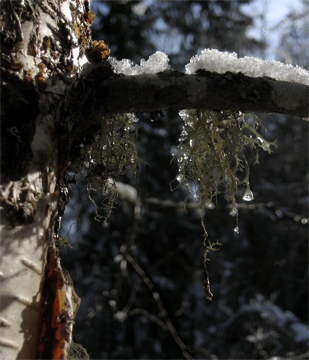 Snow and Water Drops on a Sunny Day :   Photograph by Karen E. Bean, Walking-Wild.com