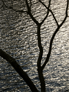Branches Before Calm Waters:  Photo by Karen E. Bean, Walking-Wild.com