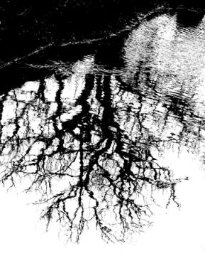 Black & White Tree Reflections : From Water Images 52 Weeks : photographer Karen E. Bean, Maple Falls, Washington : Walking-Wild.com