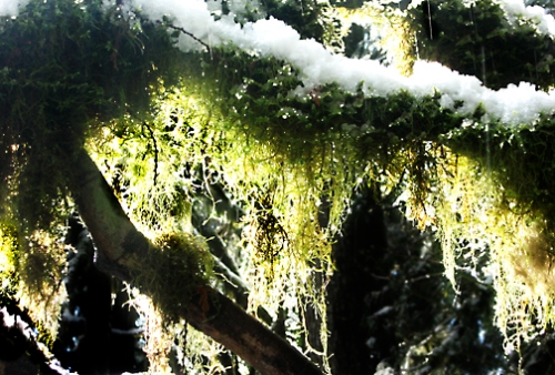 Snow and Rain on Moss & Branches : From Water Images 52 Weeks : photographer Karen E. Bean, Maple Falls, Washington : Walking-Wild.com