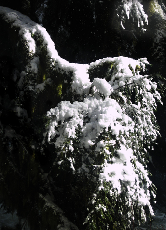 Snow covers the branches of a hemlock tree : From Water Images 52 Weeks : photographer Karen E. Bean, Maple Falls, Washington : Walking-Wild.com