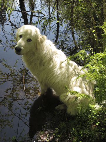 Livestock Guard Dog by a Pond in Spring : From Water Images 52 Weeks : photographer Karen E. Bean, Maple Falls, Washington. Walking-Wild.com
