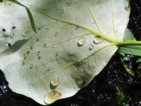 Rain Drops on fallen leaf : Karen E. Bean Photographer: Brookfield Farm, Maple Falls, Washington. Walking-Wild.com